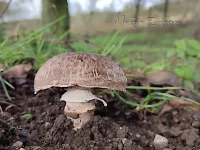 Champignons [Agaricaceae]